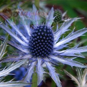Eryngium - Image 2