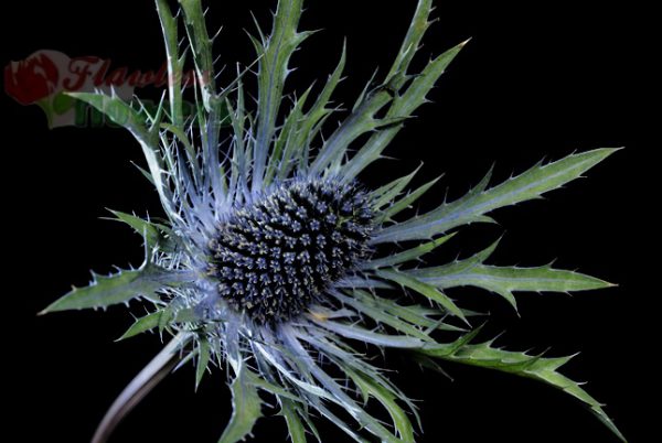 Eryngium
