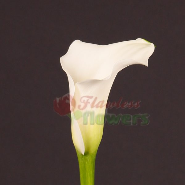 Zantedeschia Captain Rialto