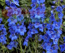 Delphinium | Flawless Flowers Kenya