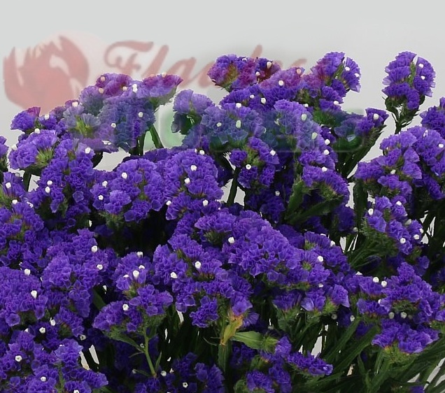 Statice - Blue | Flawless Flowers Kenya